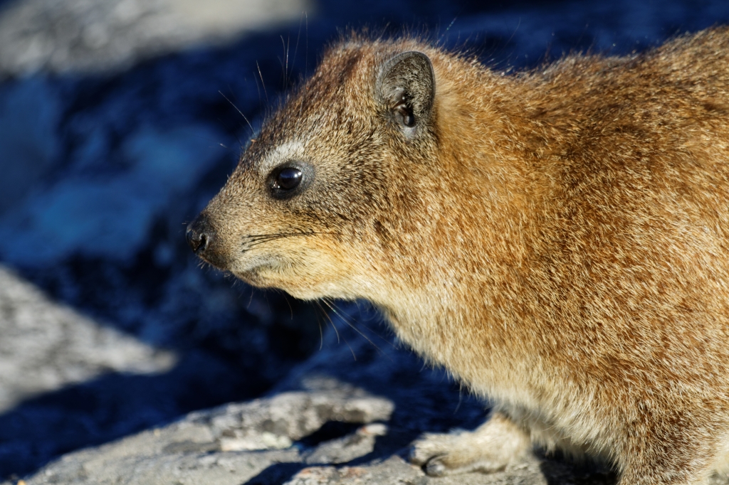 00 - Le Cap (48).jpg